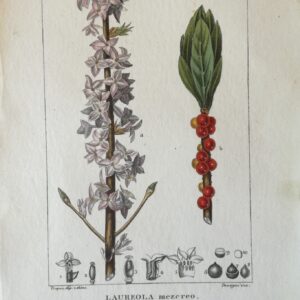 Daphne Mezereum:  Handcoloured Copperplate from Dictionary of Natural Science Florence, Italy 1837