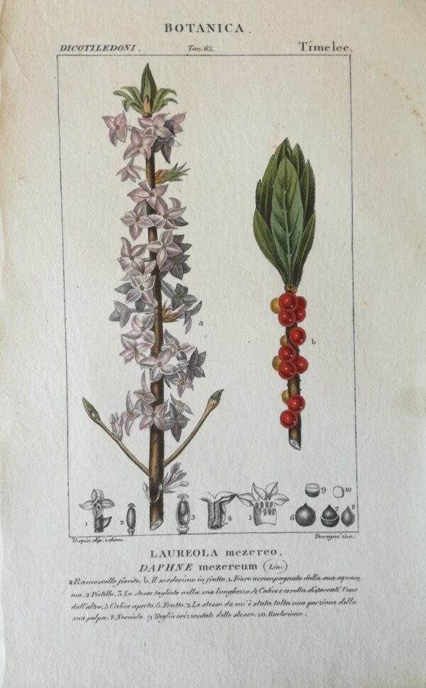 Daphne Mezereum:  Handcoloured Copperplate from Dictionary of Natural Science Florence, Italy 1837