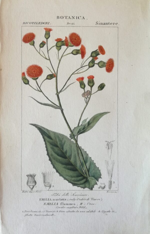 Emilia Flammea: Handcoloured Copperplate from Dictionary of Natural Science Florence, Italy 1837