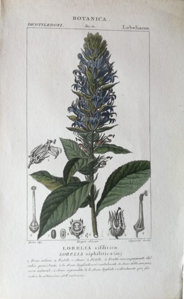 Lobella Siphilitica: Handcoloured Copperplate from Dictionary of Natural Science Florence, Italy 1837