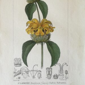 Phlomis Fruticosa:  Handcoloured Copperplate from Dictionary of Natural Science Florence, Italy 1837