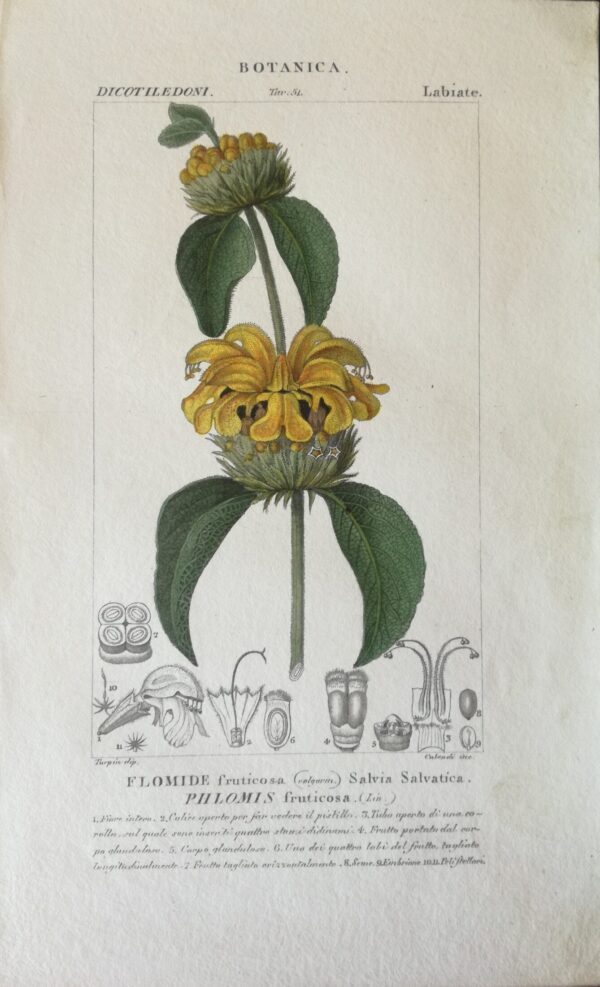 Phlomis Fruticosa:  Handcoloured Copperplate from Dictionary of Natural Science Florence, Italy 1837