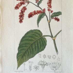 Polygonum Orientale:  Handcoloured Copperplate from Dictionary of Natural Science Florence, Italy 1837