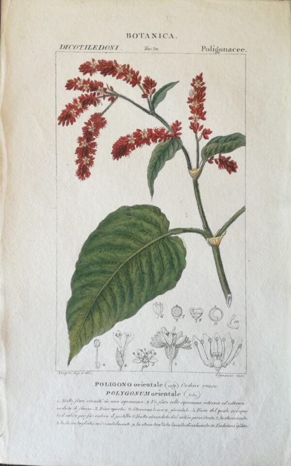 Polygonum Orientale:  Handcoloured Copperplate from Dictionary of Natural Science Florence, Italy 1837