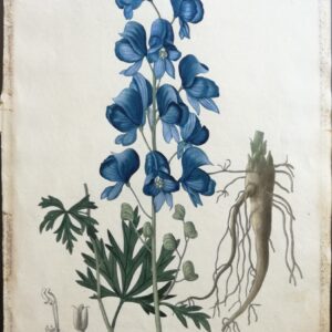 Aconit Napel – “Phytographie Medicale” by Joseph Roques 1821