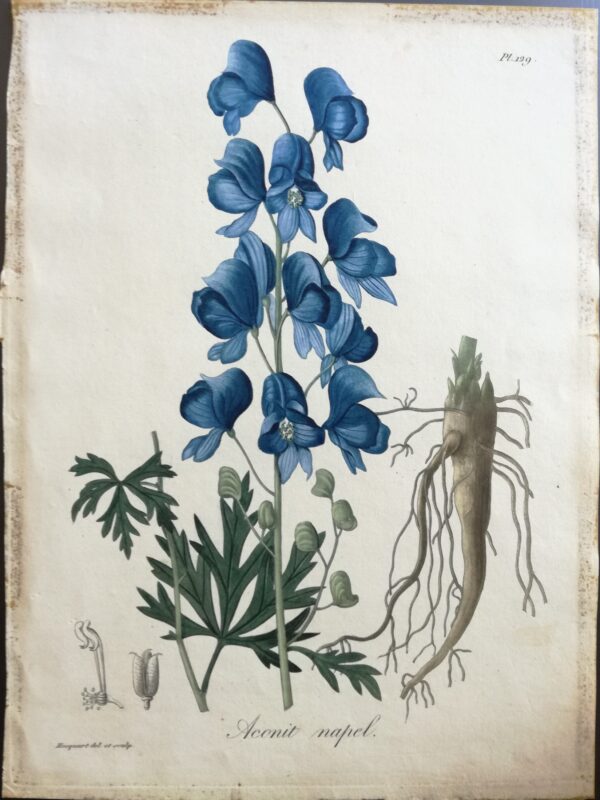 Aconit Napel - "Phytographie Medicale" by Joseph Roques 1821