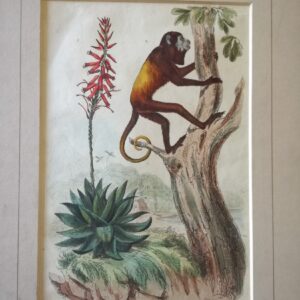 Aloes – Alouate – “Dictionnaire Pittoresque d’Histoire Naturelle et des Phenomenes de la Nature”;  1833 Paris.