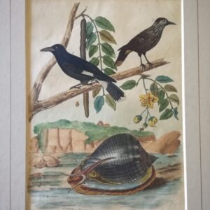 Casque – Casse – Casse-noix – Cassican . – “Dictionnaire Pittoresque d’Histoire Naturelle et des Phenomenes de la Nature”;  1833 Paris.