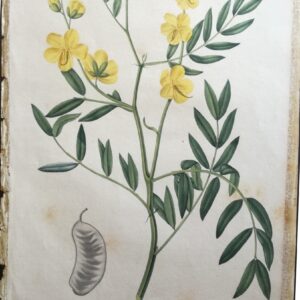 Casse Lanceloee – “Phytographie Medicale” by Joseph Roques 1821