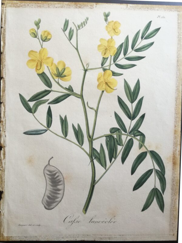 Casse Lanceloee - "Phytographie Medicale" by Joseph Roques 1821