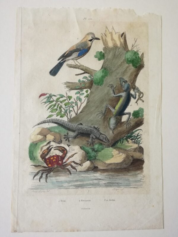 Geai - Gecarcin - Jecko -"Dictionnaire Pittoresque d'Histoire Naturelle et des Phenomenes de la Nature"; 1833 Paris.