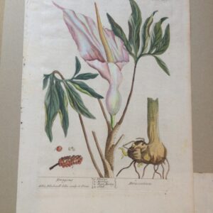 Elizabeth Blackwell -“Dragons-Draconium”. Hand-Colored Copper 1737