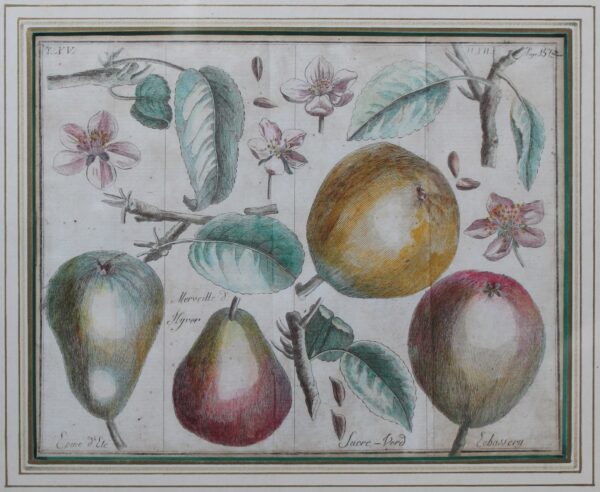 18th Century. Antique Copperplate Engravings. Botanical - Variety of Pears -