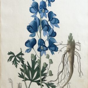 Aconit Napel – “Phytographie Medicale” by Joseph Roques 1821
