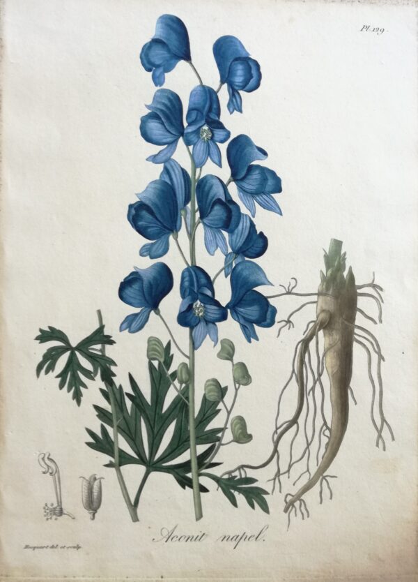 Aconit Napel - "Phytographie Medicale" by Joseph Roques 1821