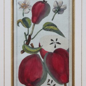 Antique Copperplate Engravings. Botanical- Pears – “Bellissime”. Henri Duhamel du Monceah 1782