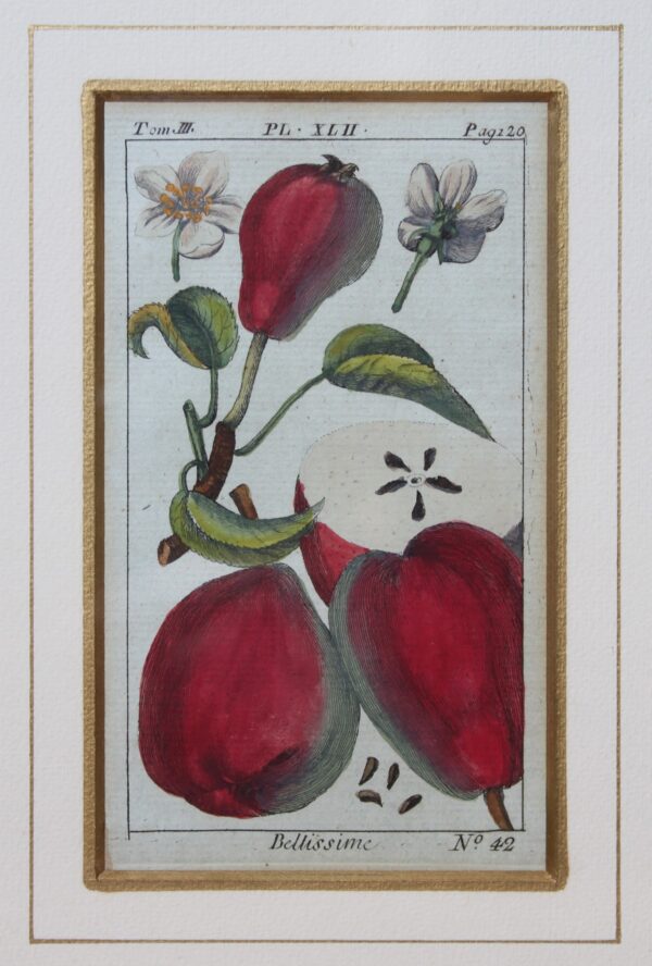 Antique Copperplate Engravings. Botanical- Pears- "Bellissime". Henri Duhamel du Monceah 1782