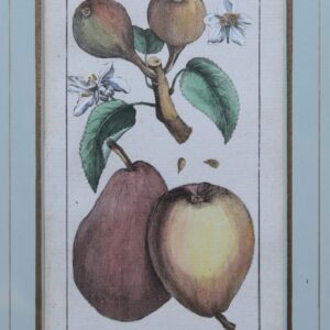 Antique Copperplate Engravings. Botanical- Pears – “Beuré-Gris”. Henri Duhamel du Monceah 1782