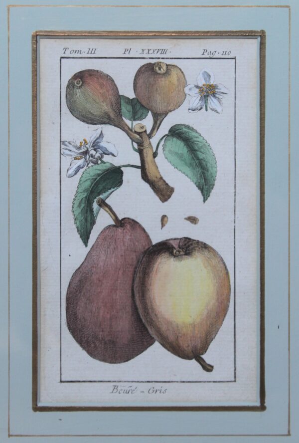 Antique Copperplate Engravings. Botanical- Pears- "Beuré-Gris". Henri Duhamel du Monceah 1782