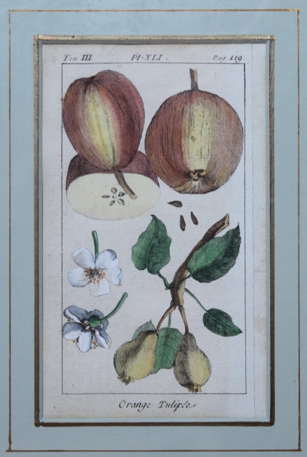 Antique Copperplate Engravings. Botanical- Pears- "Orange Tuliple". Henri Duhamel du Monceah 1782