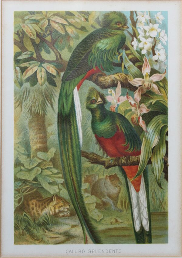 Caluro Splendente [Quetzal] - Color Lithograph by F. Wilhelm Kuhnert 1891 circa