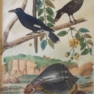 Casque – Casse – Casse-noix – Cassican . – “Dictionnaire Pittoresque d’Histoire Naturelle et des Phenomenes de la Nature”;  1833 Paris.