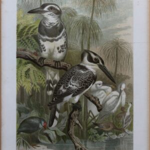 Cerile [Kingfisher] –  Color Lithograph by F. Wilhelm Kuhnert [?] 1891 circa