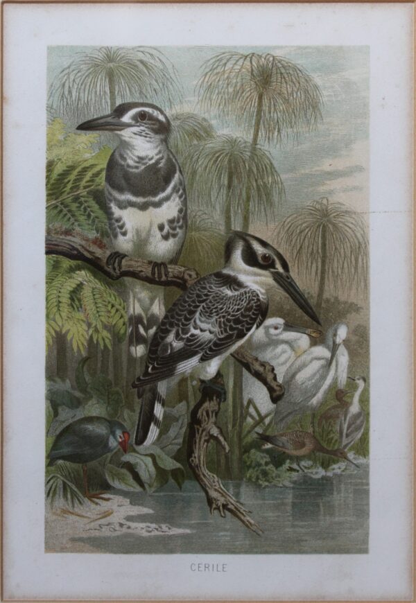 Cerile [Kingfisher] - Color Lithograph by F. Wilhelm Kuhnert [?] 1891 circa