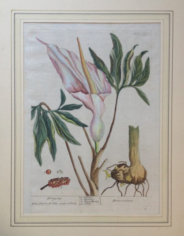 Elizabeth Blackwell -"Dragons-Draconium". Hand-Colored Copper 1737