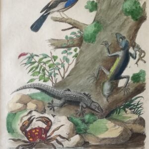 Geai – Gecarcin – Jecko -“Dictionnaire Pittoresque d’Histoire Naturelle et des Phenomenes de la Nature”;  1833 Paris.
