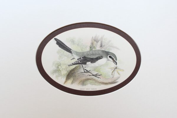 Great Grey Shrike- The Birds of Great Britain 1896.