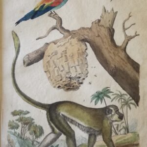 Guenon – Guepe – Guepier – “Dictionnaire Pittoresque d’Histoire Naturelle et des Phenomenes de la Nature”;  1833 Paris.
