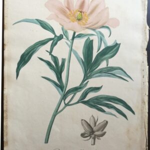 Pivoine Officinale – “Phytographie Medicale” by Joseph Roques 1821