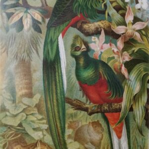 Caluro Splendente [Quetzal] –  Color Lithograph by F. Wilhelm Kuhnert 1891 circa