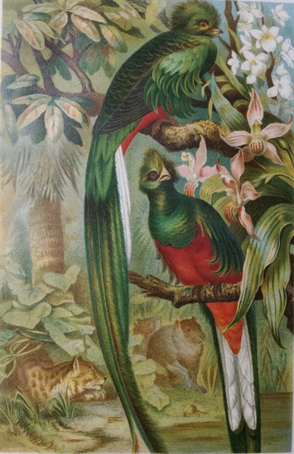 Caluro Splendente[Quetzal] - Color Lithograph by F. Wilhelm Kuhnert 1891circa