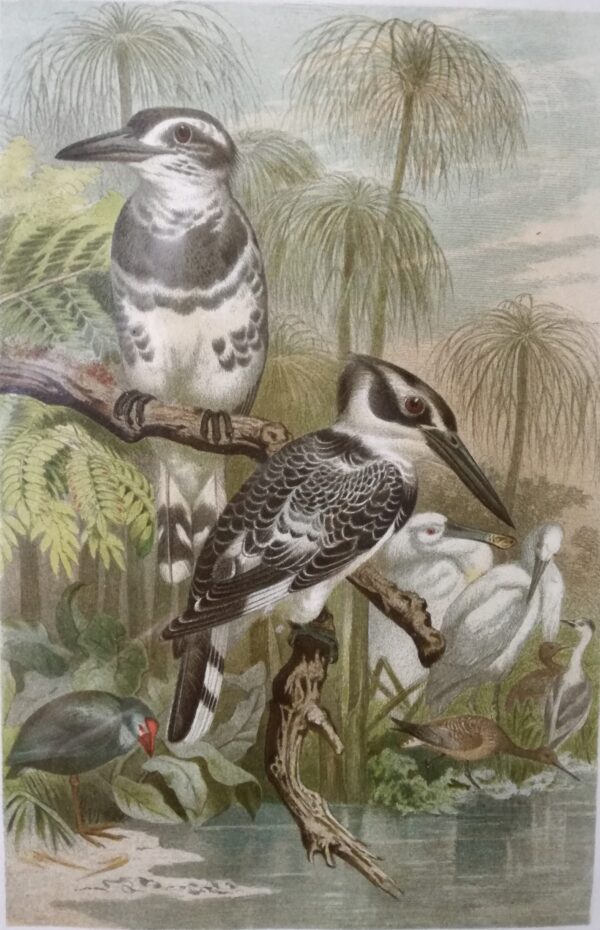 Cerile [Kingfisher] - Color Lithograph by F. Wilhelm Kuhnert 1891 circa
