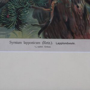 Syrnium Lapponicum Lapplandseule – Lithography by J.F. Naumann – 1900 circa