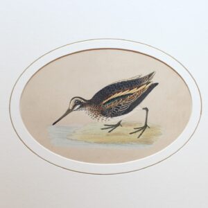 Jack Snipe – A History of British Birds 1870 c.  