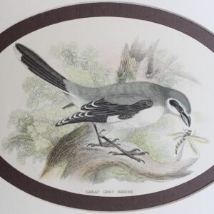 Great Grey Shrike- The Birds of Great Britain 1896.