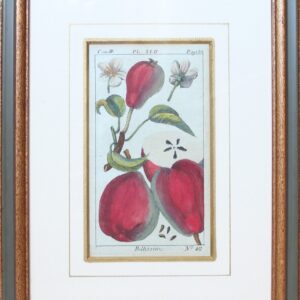 Antique Copperplate Engravings. Botanical- Pears – “Bellissime”. Henri Duhamel du Monceah 1782
