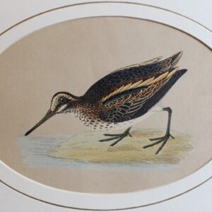Jack Snipe – A History of British Birds 1870 c.  