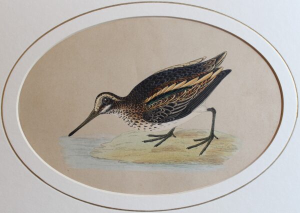 Jack Snipe - A History of British Birds 1850 c.  