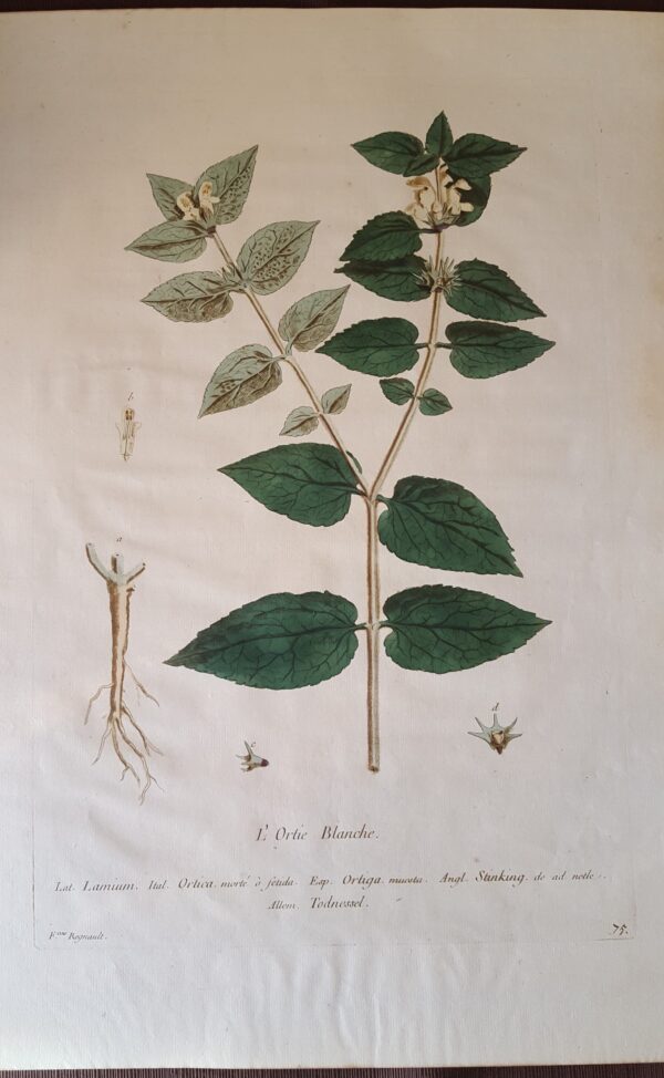 L'Ortie Blanche - Botanical Engraving by Nicolas Francois Regnault 1774