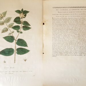 L’Ortie Blanche – Botanical Engraving by Nicolas Francois Regnault 1774