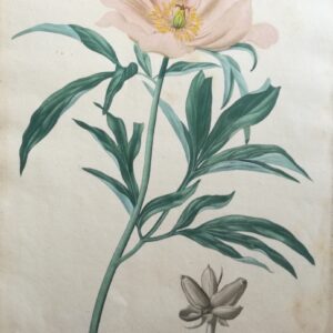 Pivoine Officinale – “Phytographie Medicale” by Joseph Roques 1821