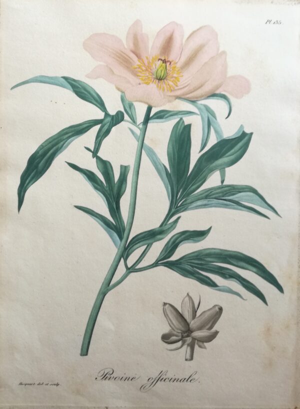 Pivoine Officinale - "Phytographie Medicale" by Joseph Roques 1821