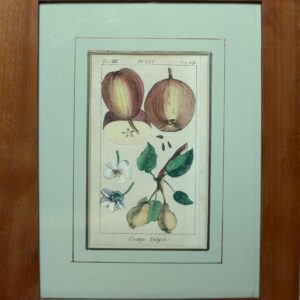 Antique Copperplate Engravings. Botanical- Pears – “Orange Tuliple”. Henri Duhamel du Monceah 1782