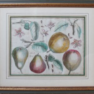 18th Century. Antique Copperplate Engravings. Botanical – Variety of Pears –