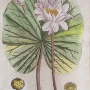 Elizabeth Blackwell -“The White Water Lilly”. Hand-Colored Copper 1737