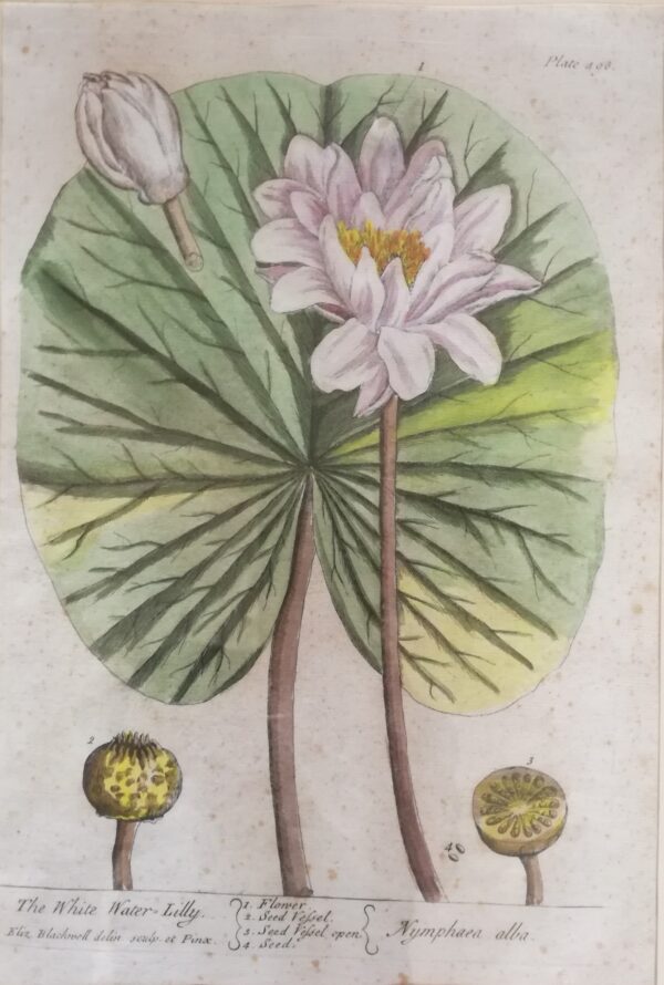 Elizabeth Blackwell -"The White Water Lilly". Hand-Colored Copper 1737